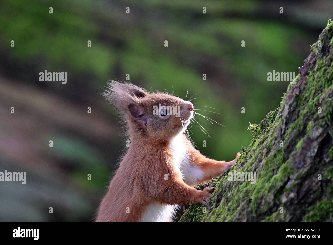 Scoiattolo rosso Sciurus vulgaris Foto Stock