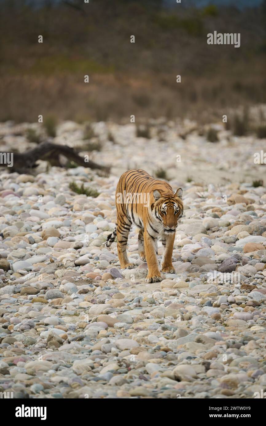 La tigre conosciuta come Paarwali che cammina attraverso le rocce del fiume Ramganga, il Corbett National Park, India, febbraio 2024. Foto Stock