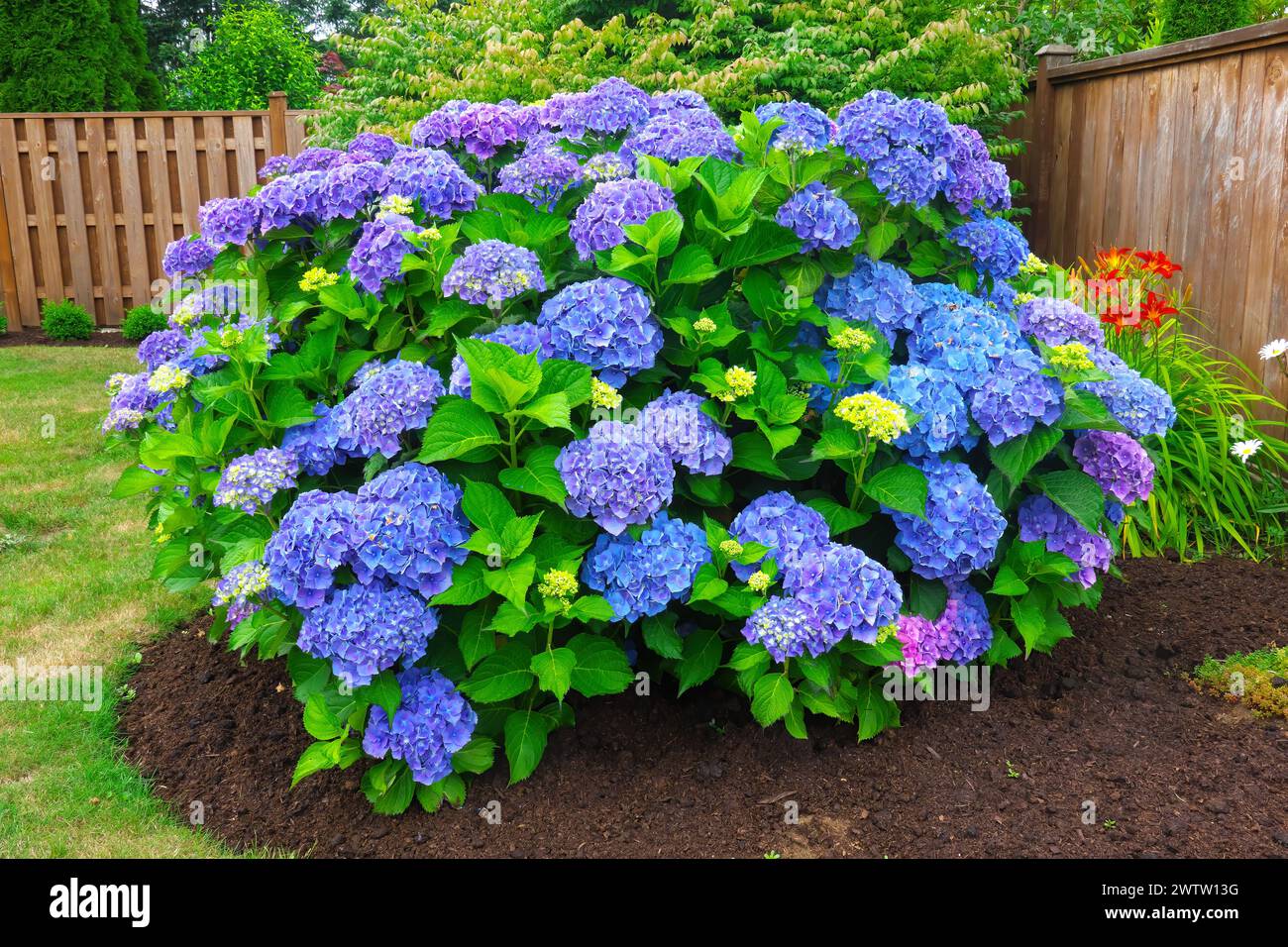 Blue Mophead Hydrangea (Hydrangea macrophylla) - Ortensia a foglia grande in un giardino. Foto Stock