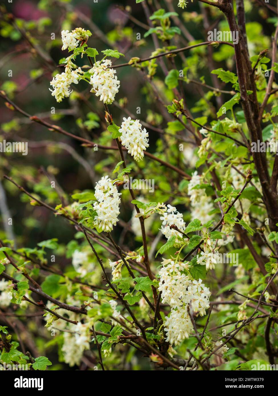 Corse primaverili piene di fiori bianchi dell'arduo ribes in fiore deciduo, Ribes sanguineum "White Icicle" Foto Stock
