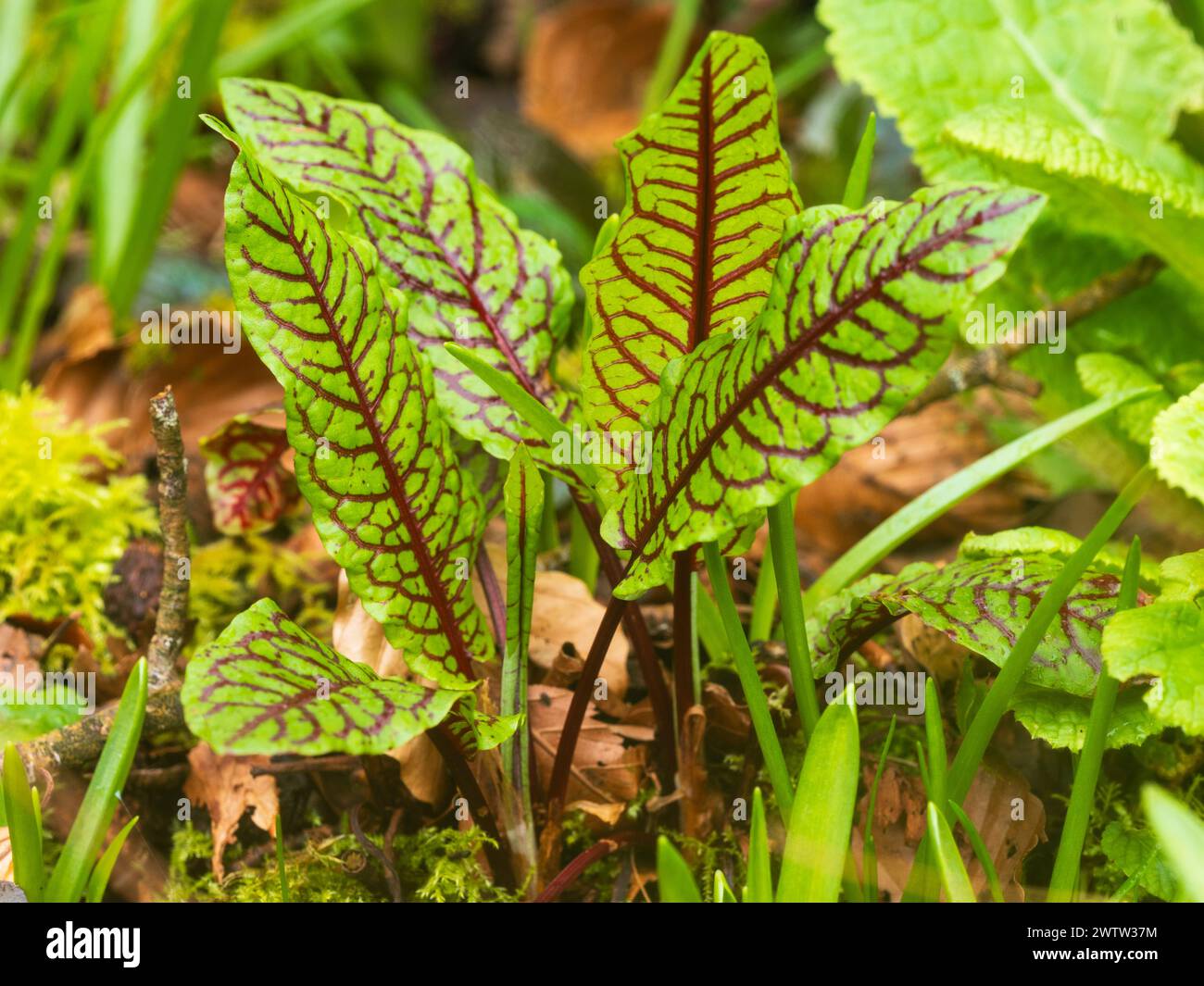 Fogliame primaverile fresco e a venatura rossa dell'erbacea perenne, Rumex sanguineus, bacino rugginito Foto Stock