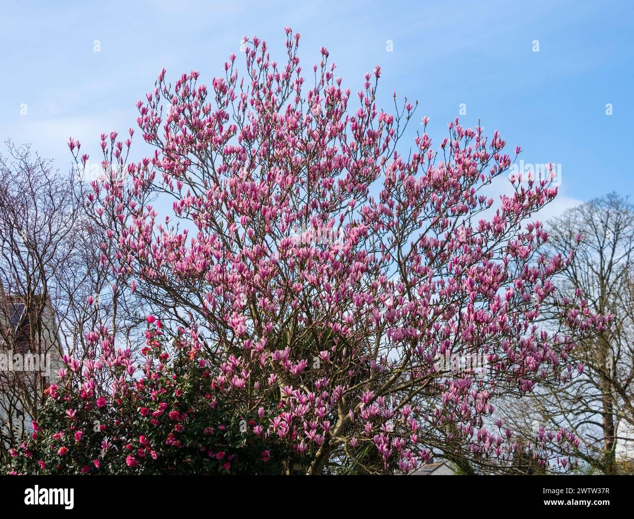 Fiori rosa dell'ibrido Gresham Magnolia "Raspberry Ice" che fiorisce all'inizio della primavera in un giardino di Plympouth Foto Stock
