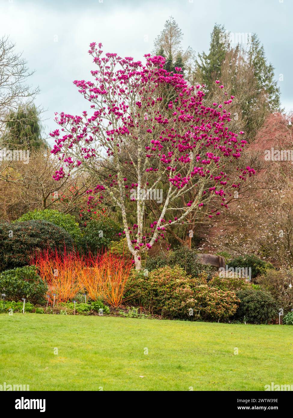 Giardino all'inizio della primavera presso la Garden House, Devon con Magnolia "Shirazz" e Cornus "Amy's Midwinter Orange" Foto Stock