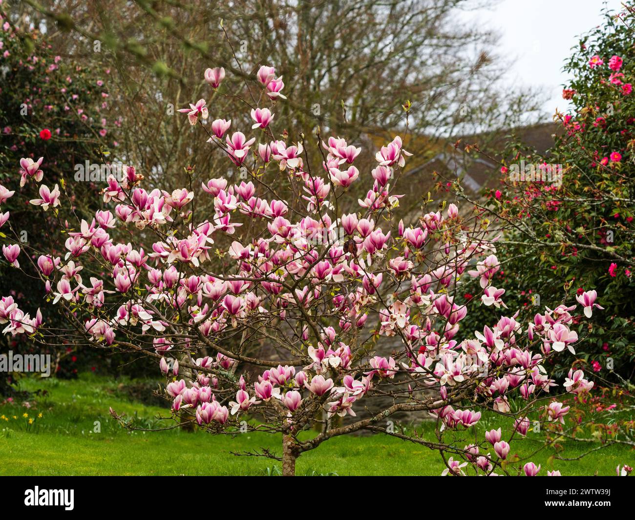 Grandi fiori rosa e bianchi dell'inizio della primavera, piccolo e robusto albero in fiore, Magnolia "Kim Kunso" Foto Stock