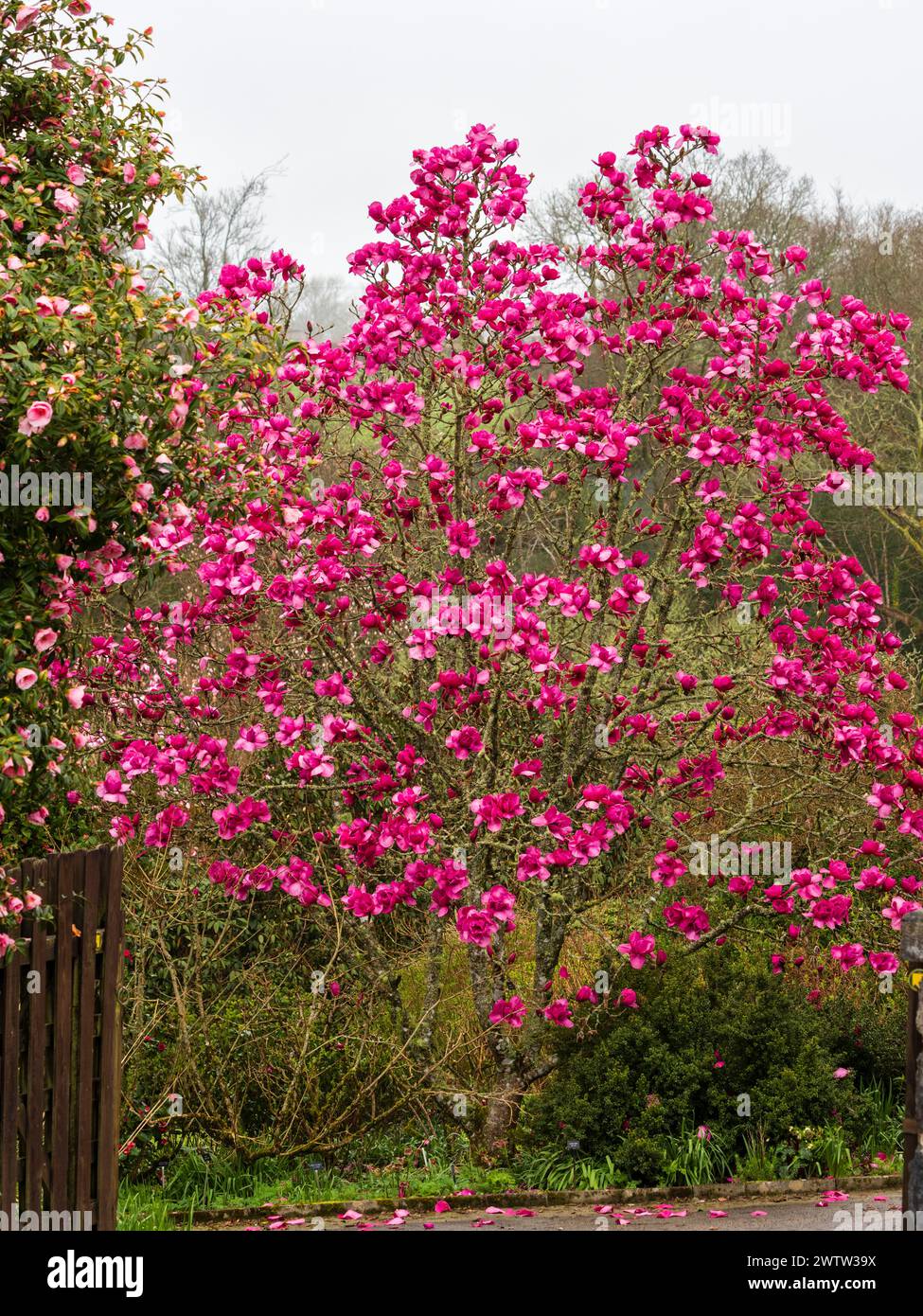 Grandi fiori rosa profondi della nuova Zelanda allevati, dall'inizio alla metà della primavera fiorente albero robusto, Magnolia "Felix Jury" Foto Stock