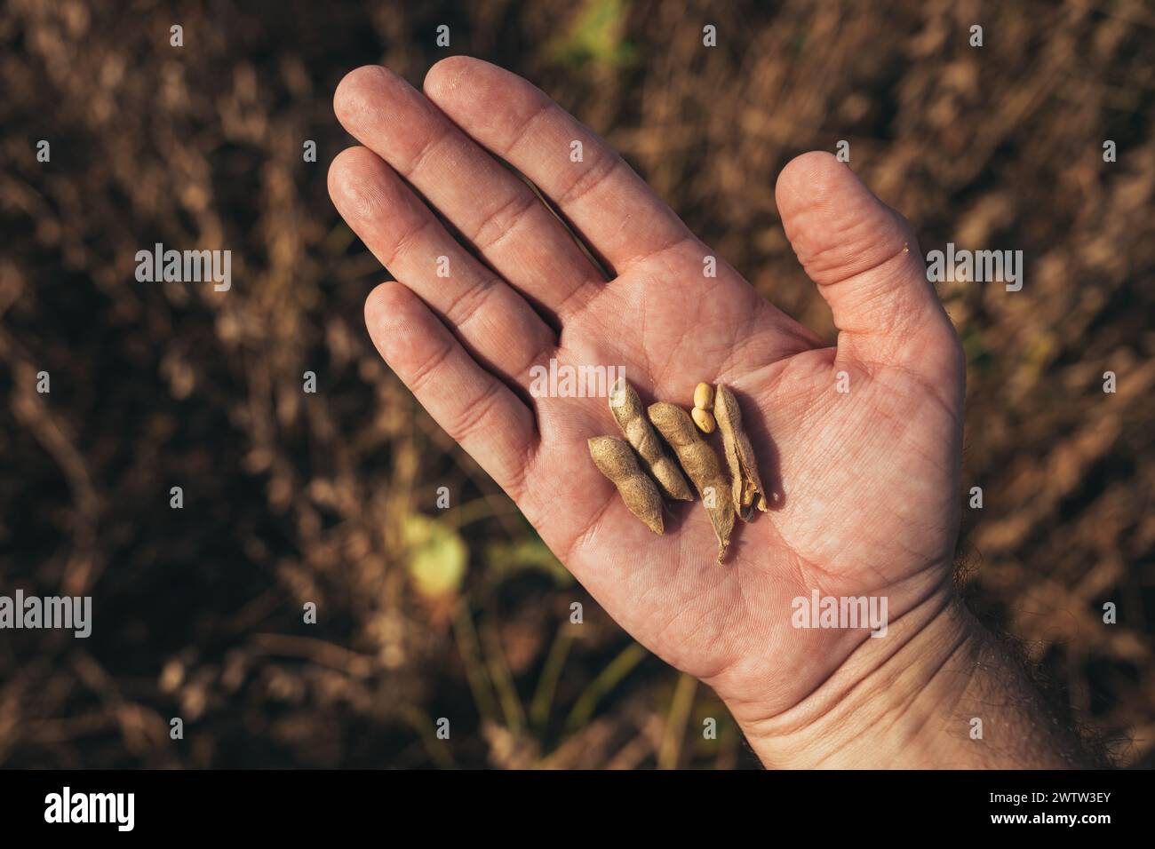 Primo piano della mano di un lavoratore che esamina baccelli di soia maturi prima del raccolto, messa a fuoco selettiva Foto Stock