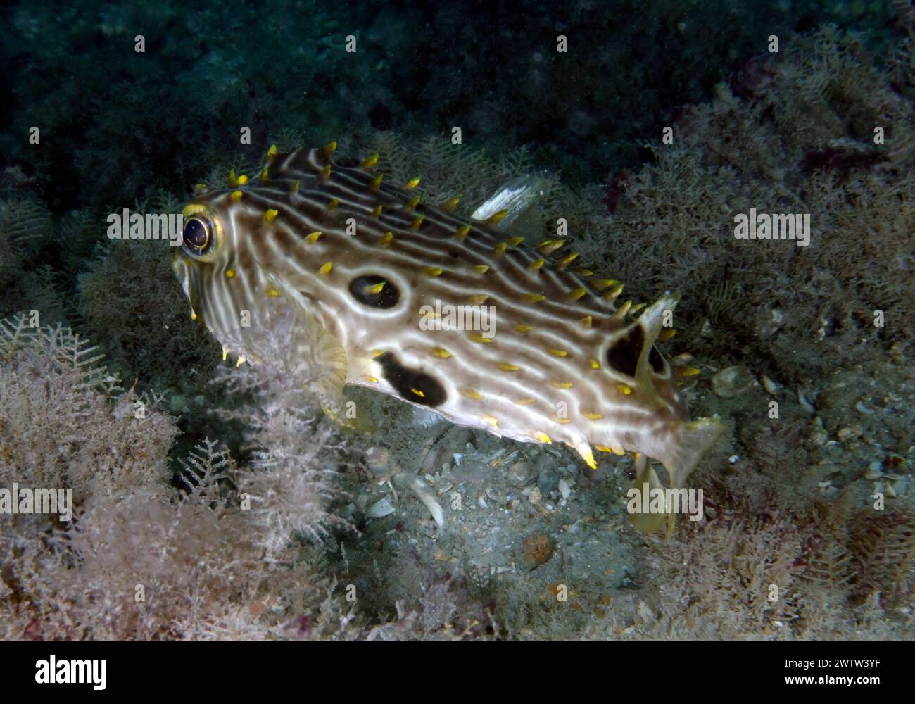 A Striped Burrfish (Chilomycterus schoepfi) in Florida, Stati Uniti Foto Stock