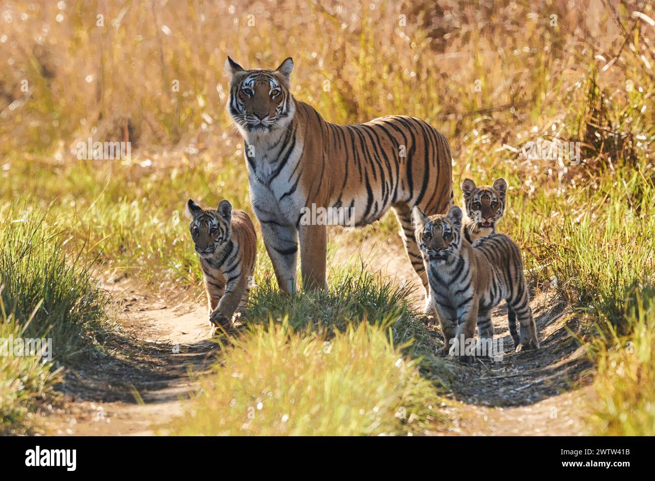 Tigress con tre cuccioli nel Parco Nazionale di Corbett, febbraio 2024. Questa tigre è nota come Paarwali. Foto Stock