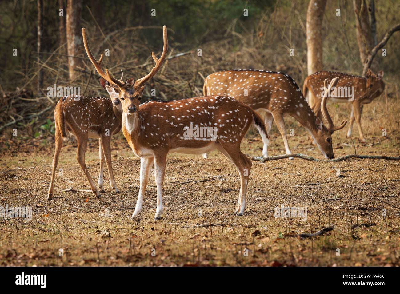 Chital o cheetal - l'asse dell'asse ha anche avvistato cervi, nativi del subcontinente indiano, ritratto nella giungla indiana, maschio adulto con grandi corna o corna Foto Stock