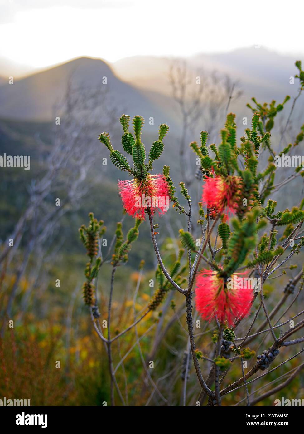 Stirling Range o paesaggio di Koikyennuruff, splendido parco nazionale di montagna nell'Australia occidentale, con la vetta più alta Bluff Knoll. Visualizza tre Foto Stock