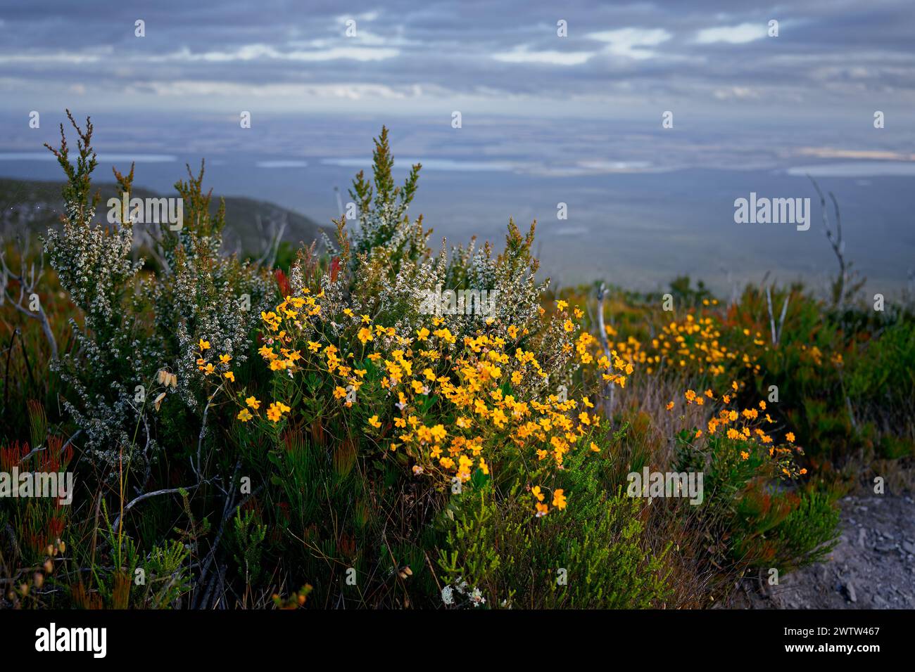 Stirling Range o paesaggio di Koikyennuruff, splendido parco nazionale di montagna nell'Australia occidentale, con la vetta più alta Bluff Knoll. Visualizza tre Foto Stock