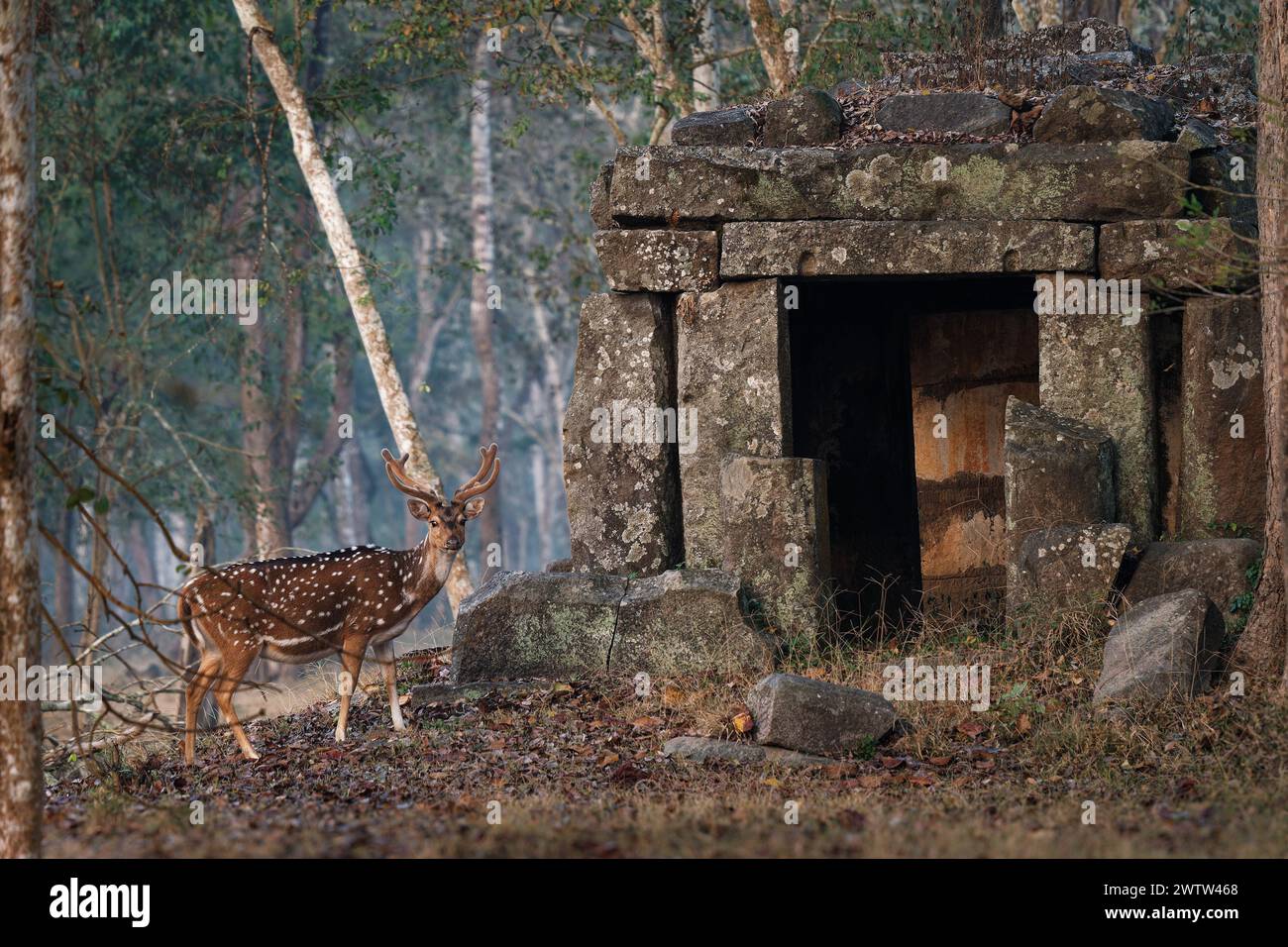 Chital o cheetal - l'asse dell'asse ha anche avvistato cervi, nativi del subcontinente indiano, ritratto nella giungla indiana con l'antico tempio, maschio adulto Foto Stock