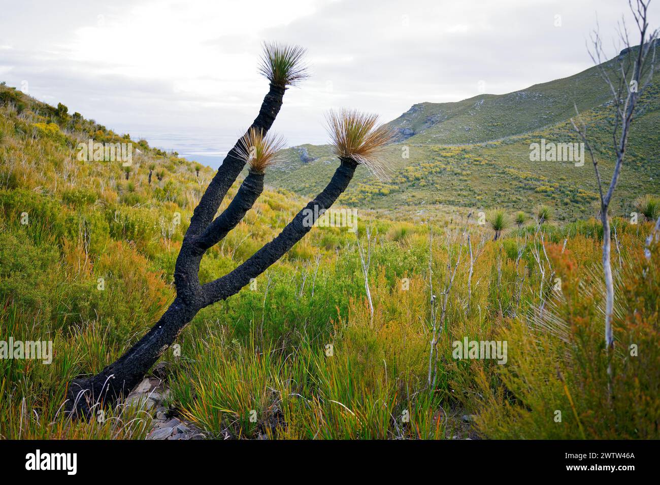 Stirling Range o paesaggio di Koikyennuruff, splendido parco nazionale di montagna nell'Australia occidentale, con la vetta più alta Bluff Knoll. Visualizza tre Foto Stock