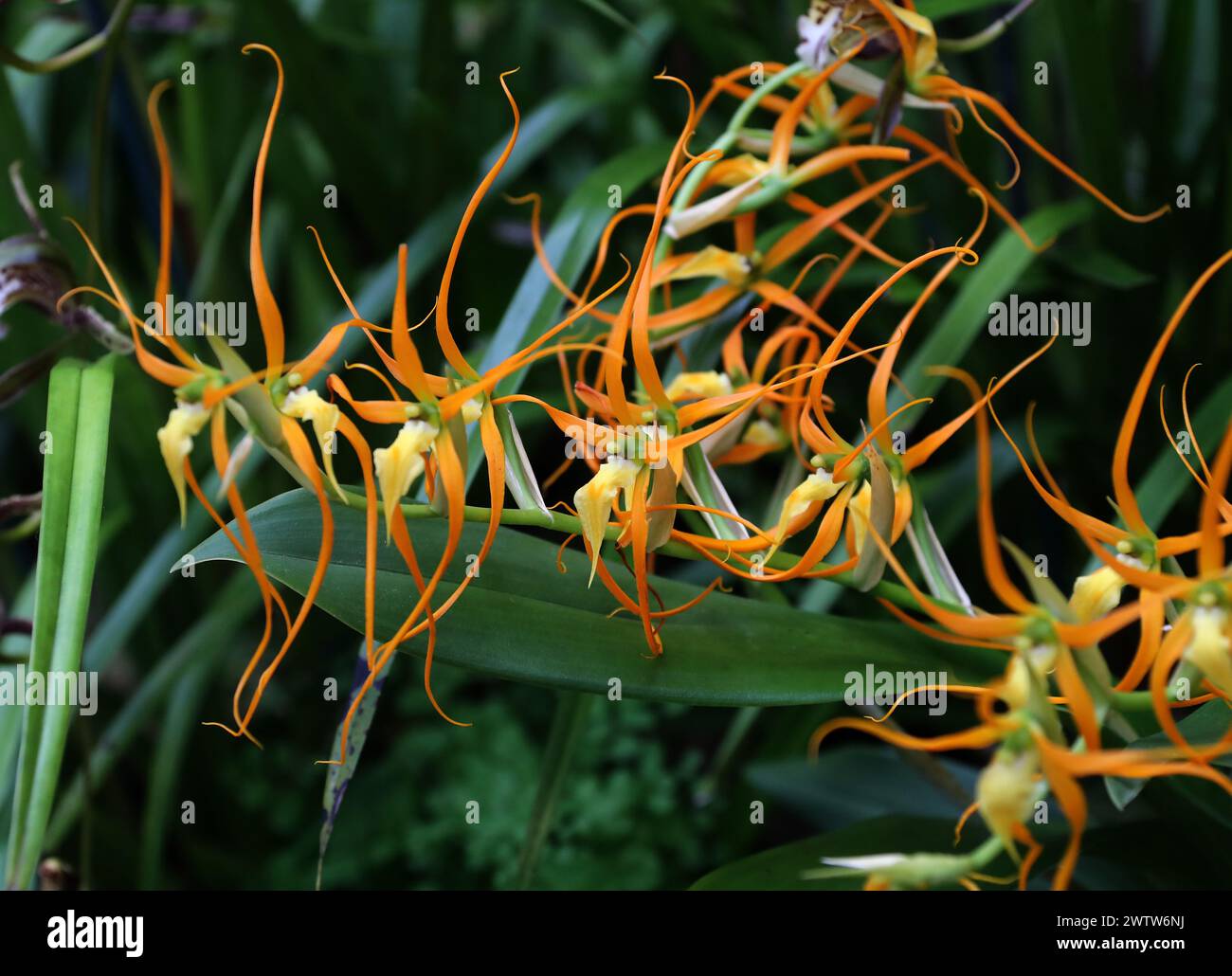 Orchidea, Brassia pozoi, Oncidiinae, Orchidaceae. Ecuador e Perù. Brassia è un genere di orchidee classificato nella sottotribù Oncidiinae. E' originario di Foto Stock