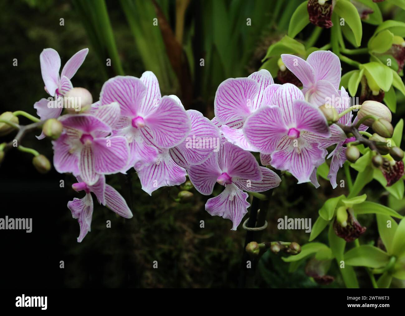 Orchidea, Phalaenopsis Manta Penida, Aeridinae, Orchidaceae. Foto Stock