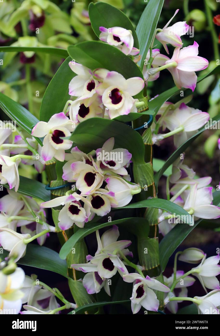 Orchidea, Dendrobium Sunny Eyes, Dendrobiinae, Orchidaceae. Il Dendrobium è un genere di orchidee per lo più epifitiche e litofisiche della famiglia delle Orchidaceae. Foto Stock