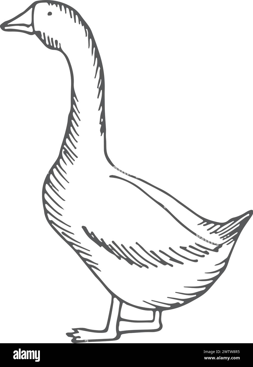 Doodle nero d'oca. Uccello da fattoria disegnato a mano Illustrazione Vettoriale