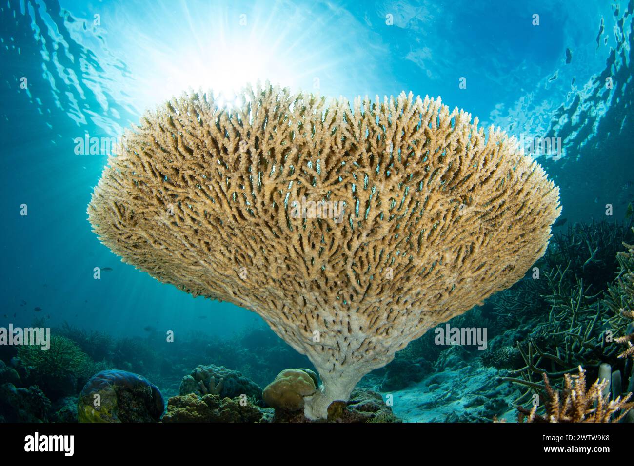 Un corallo da tavola fragile ma in rapida crescita, Acropora sp., cresce su una barriera corallina biodiversificata a Raja Ampat, Indonesia. Questa regione è conosciuta come il cuore della C. Foto Stock