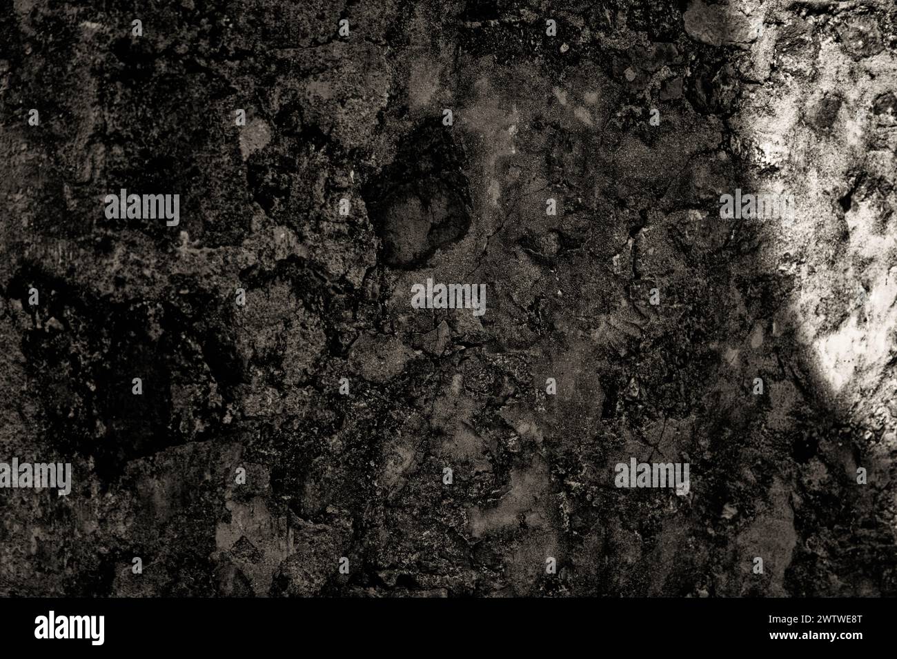 Primo piano dettagliato della consistenza della corteccia degli alberi con toni scuri e moody Foto Stock