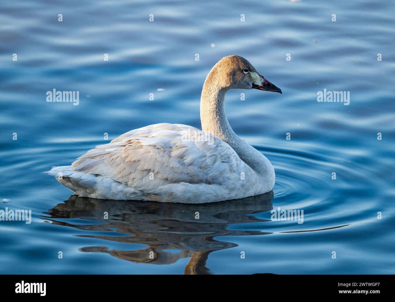 Un giovane cigno di Tundra (Cygnus columbianus) che nuota in un lago. Chiba, Giappone. Foto Stock