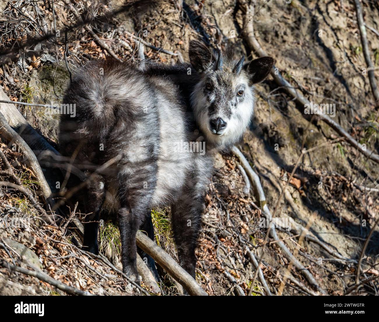 Un Serow giapponese (Capricornis crispus) in natura. Nagano, Giappone. Foto Stock