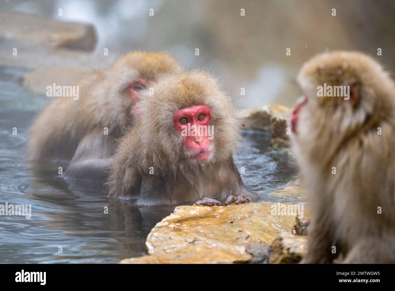 Scimmie delle nevi, o macaco giapponese (Macaca fuscata), facendo un bagno nella sorgente termale. Nagano, Giappone. Foto Stock