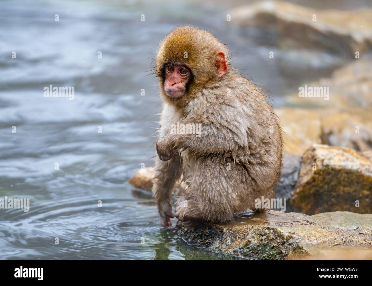 Una giovane scimmia delle nevi, o macaco giapponese (Macaca fuscata), che si fa un bagno nella sorgente termale calda. Nagano, Giappone. Foto Stock