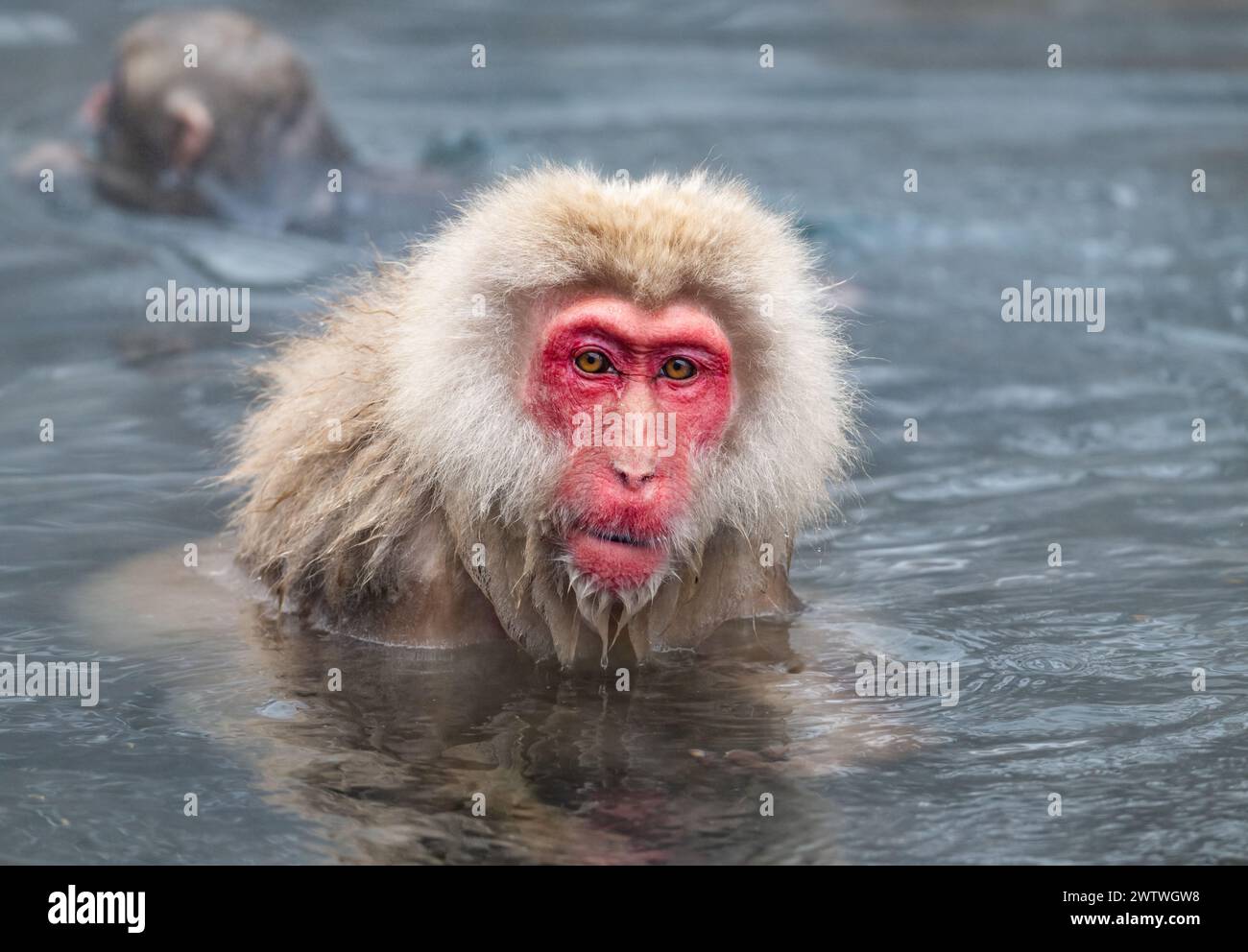 Una scimmia delle nevi, o macaco giapponese (Macaca fuscata), che si fa un bagno nella sorgente termale calda. Nagano, Giappone. Foto Stock