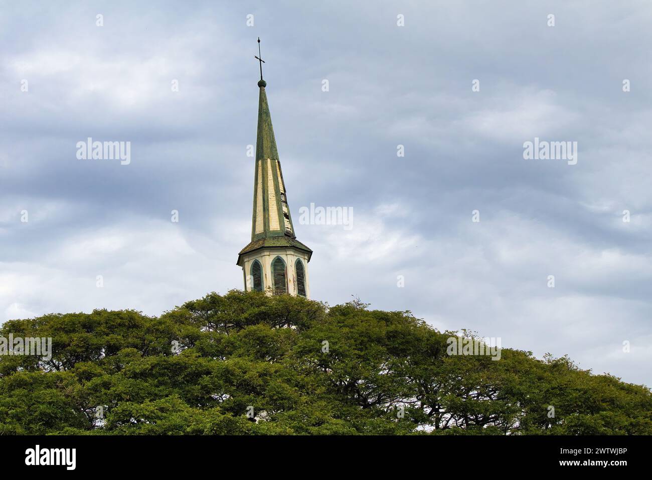 Guardando in alto una formica di chiesa dietro un grande albero. Foto Stock