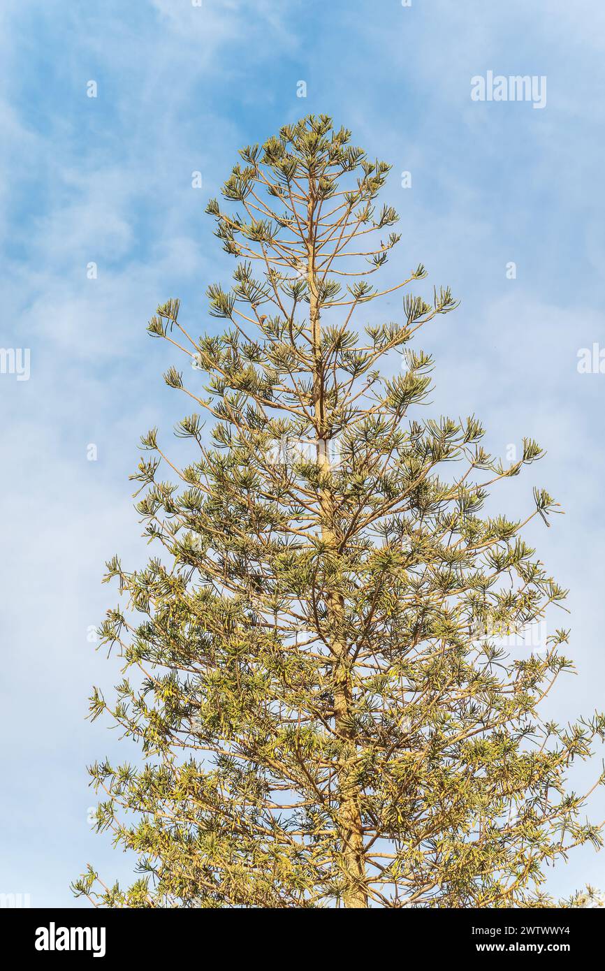 Aghi di albero sempreverde Araucaria araucana, comunemente chiamato l'albero puzzle scimmia, albero coda scimmia, Pewen o Pino cileno Foto Stock