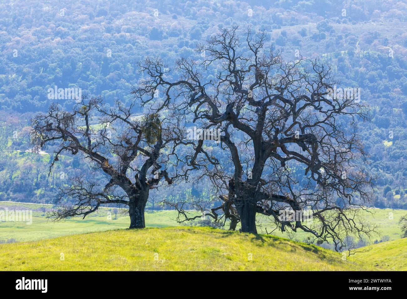 Querce su un Hillside con sfondo Lushy a Springtime. Joseph D. Grant County Park, Santa Clara County, California. Foto Stock