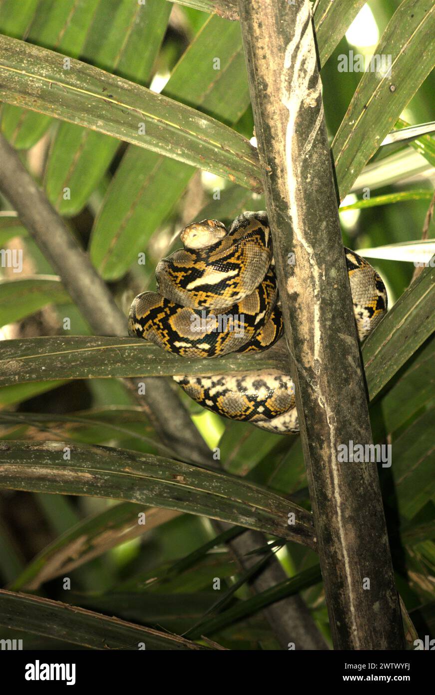 Un pitone, che è molto probabilmente un pitone birmano (Python bivittatus) sta riposando su una palma nipa sul lato del fiume Cigenter nell'isola Handeuleum, una parte del parco nazionale Ujung Kulon a Pandeglang, Banten, Indonesia. L'Unione Internazionale per la conservazione della natura (IUCN) conclude che l'innalzamento delle temperature ha portato, tra gli altri, a cambiamenti ecologici, comportamentali e fisiologici nelle specie animali e nella biodiversità. "Oltre all'aumento dei tassi di malattie e degli habitat degradati, il cambiamento climatico sta anche causando cambiamenti nelle specie stesse, che minacciano la loro sopravvivenza", hanno scritto. Foto Stock