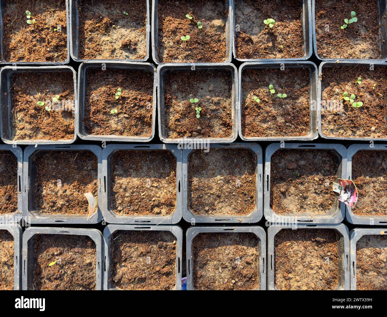 Semi che germinano in vasi. Concetto di coltivazione delle piante. Foto Stock