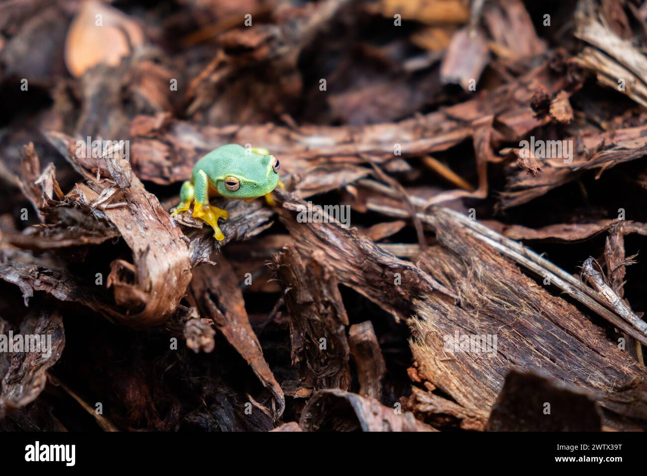 Graziosa, o Dainty Tree Frog (Litoria gracilenta, o Ranoidea gracilenta) seduta su pacciame di pino a cerchio a Brisbane, Queensland, Australia Foto Stock