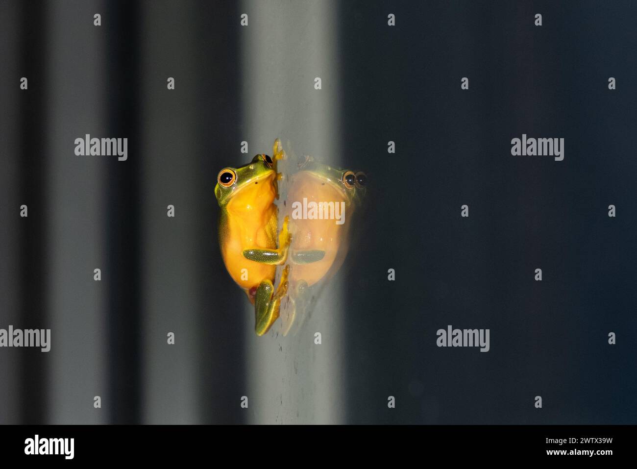 Graziosa, o Dainty Tree Frog (Litoria gracilenta, o Ranoidea gracilenta) appoggiata su una porta di vetro a Brisbane, Queensland, Australia Foto Stock