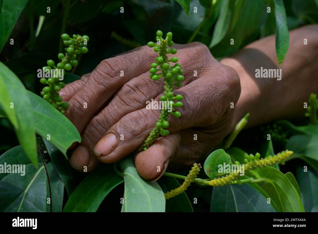 La mano di un contadino mostra il frutto del Kemukus o del pepe giavanese coltivato con metodo biologico. Foto Stock