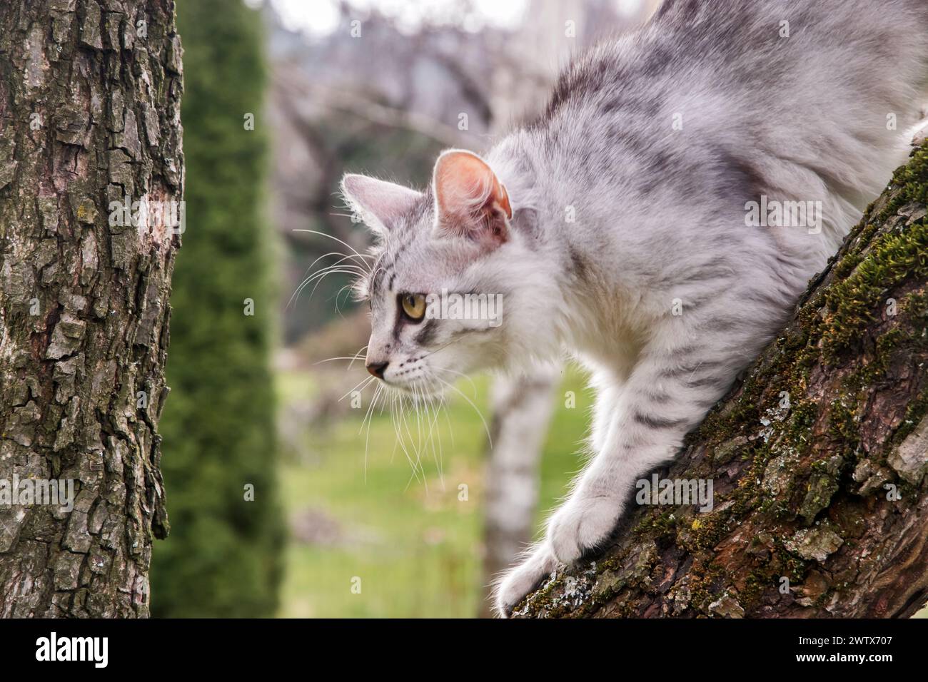 La giovane e curiosa gatta femmina sta arrampicando l'albero nel giardino della casa Foto Stock
