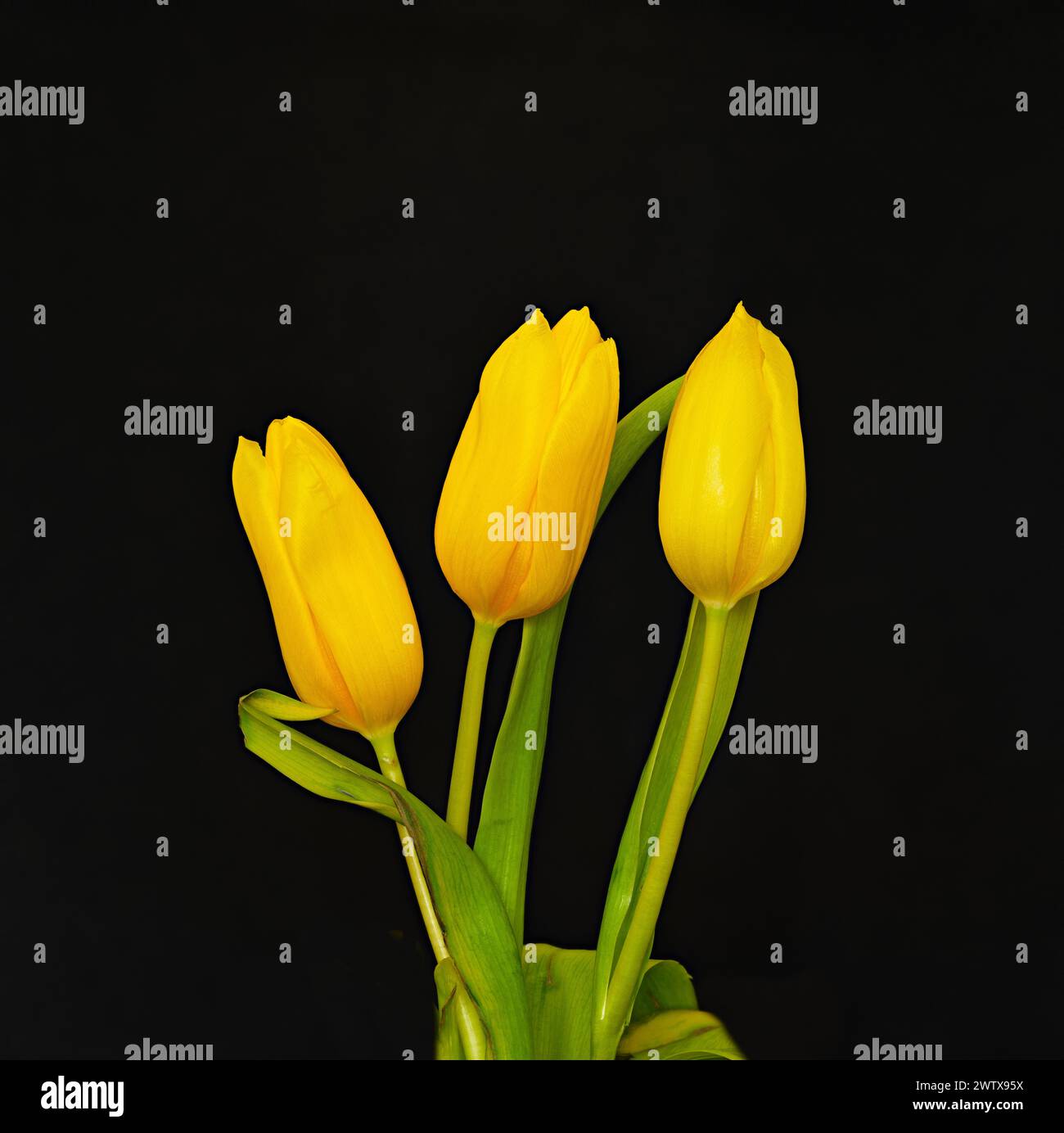 Un trio di tulipani gialli. Foto Stock