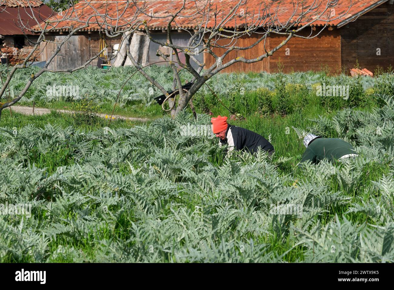 L'isola di Sant'Erasmo è famosa per la coltivazione del carciofo viola di San Erasmo. Quasi tutti i residenti viaggiano in auto Piaggio Ape. Foto Stock