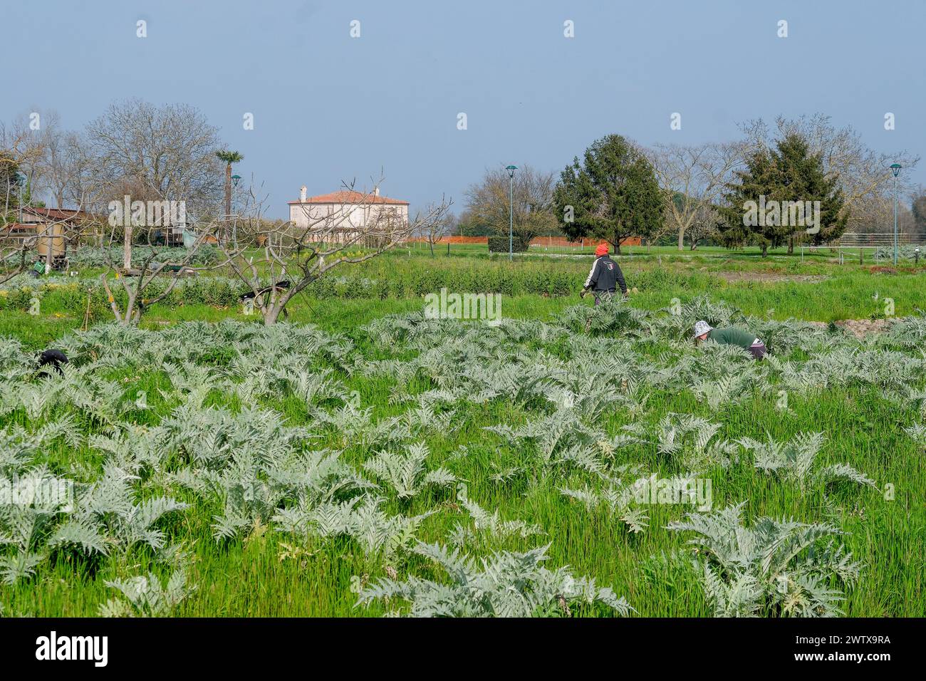 L'isola di Sant'Erasmo è famosa per la coltivazione del carciofo viola di San Erasmo. Quasi tutti i residenti viaggiano in auto Piaggio Ape. Foto Stock