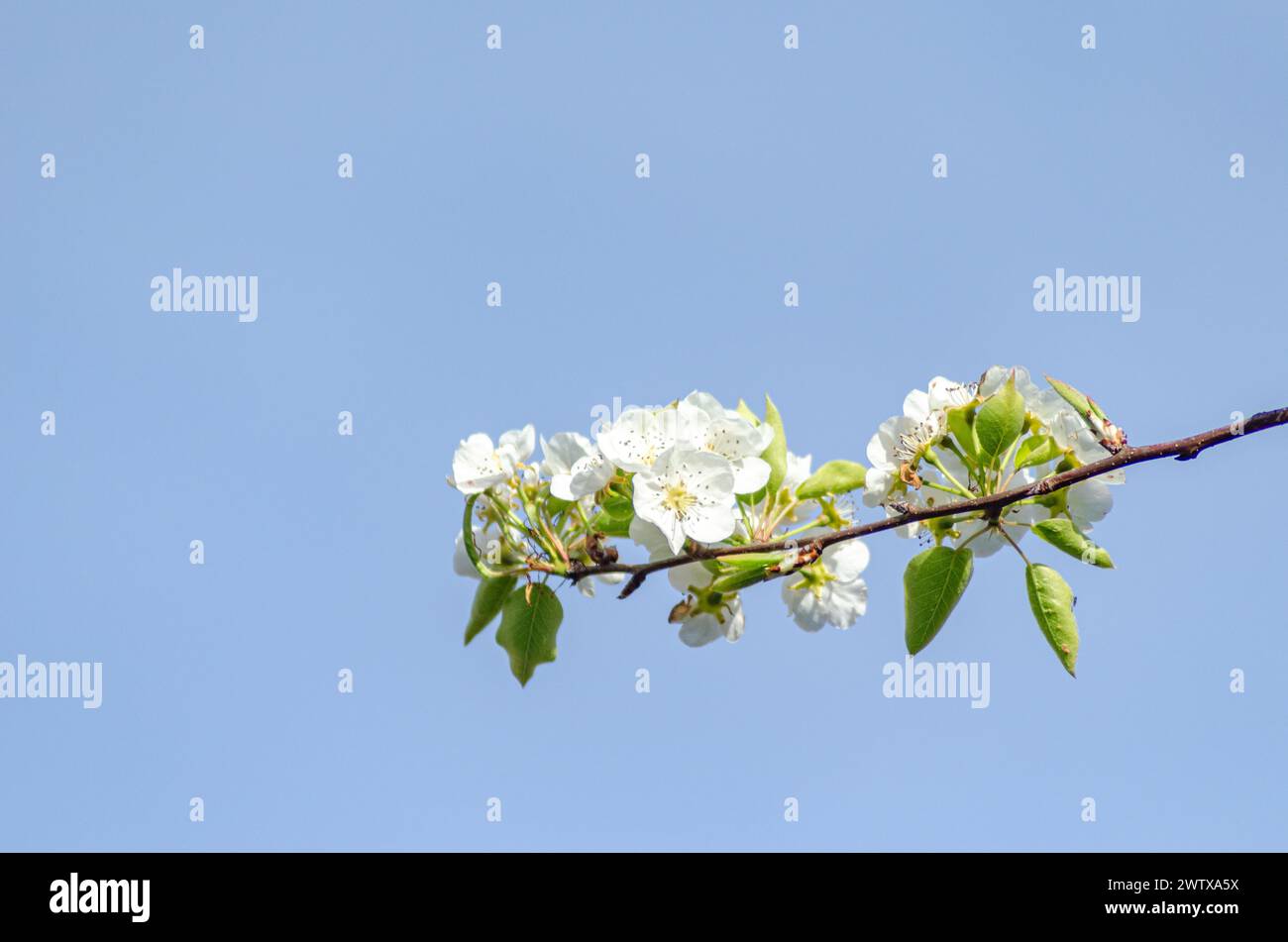 dettaglio del ramo di un pere in fioritura primaverile Foto Stock