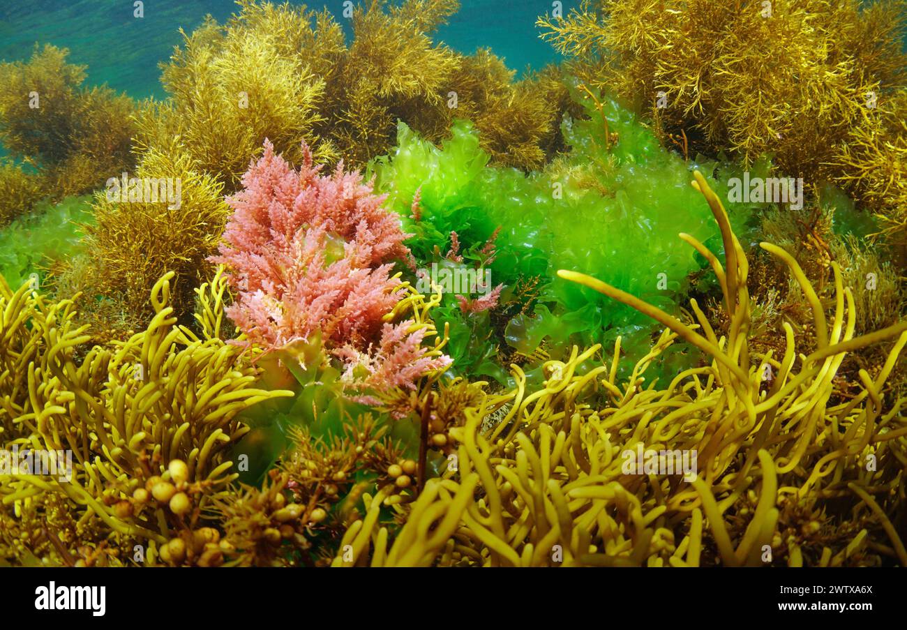 Alghe rosse Asparagopsis armata con alghe verdi Ulva lactuca circondate da varie alghe brune sott'acqua nell'oceano Atlantico, scenario naturale Foto Stock