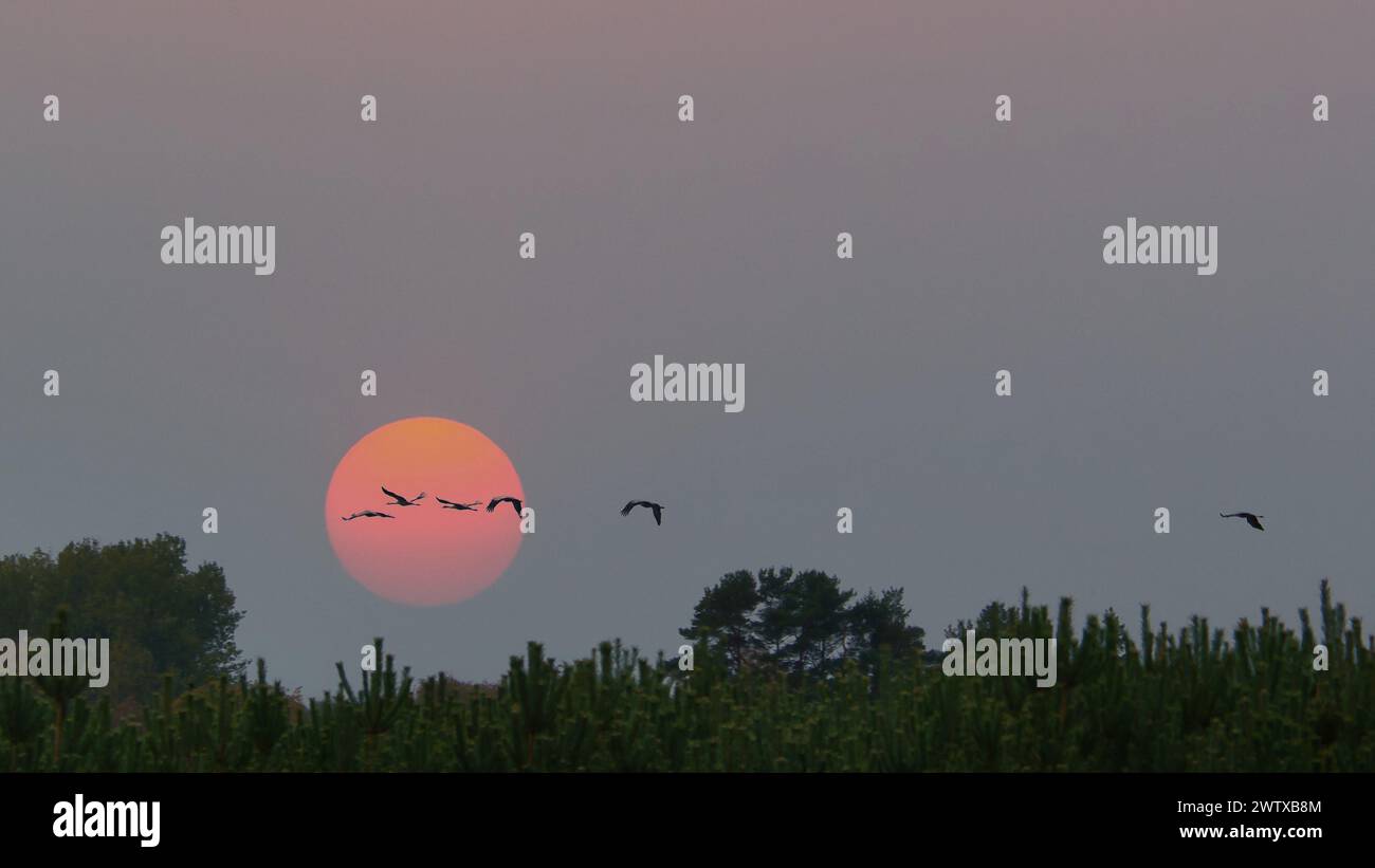 Gru che volano sopra gli alberi in una foresta. La luna nel cielo. Uccelli migratori di fronte alla luna. Foto di animali di uccelli della natura nel Mar Baltico. Foto Stock