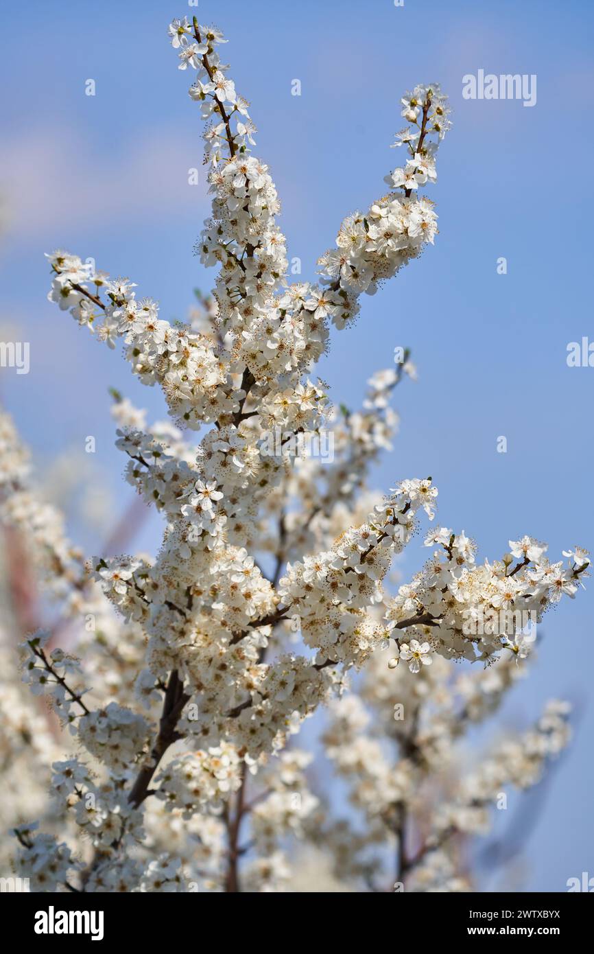 Ciliegio selvatico in piena fioritura in primavera Foto Stock