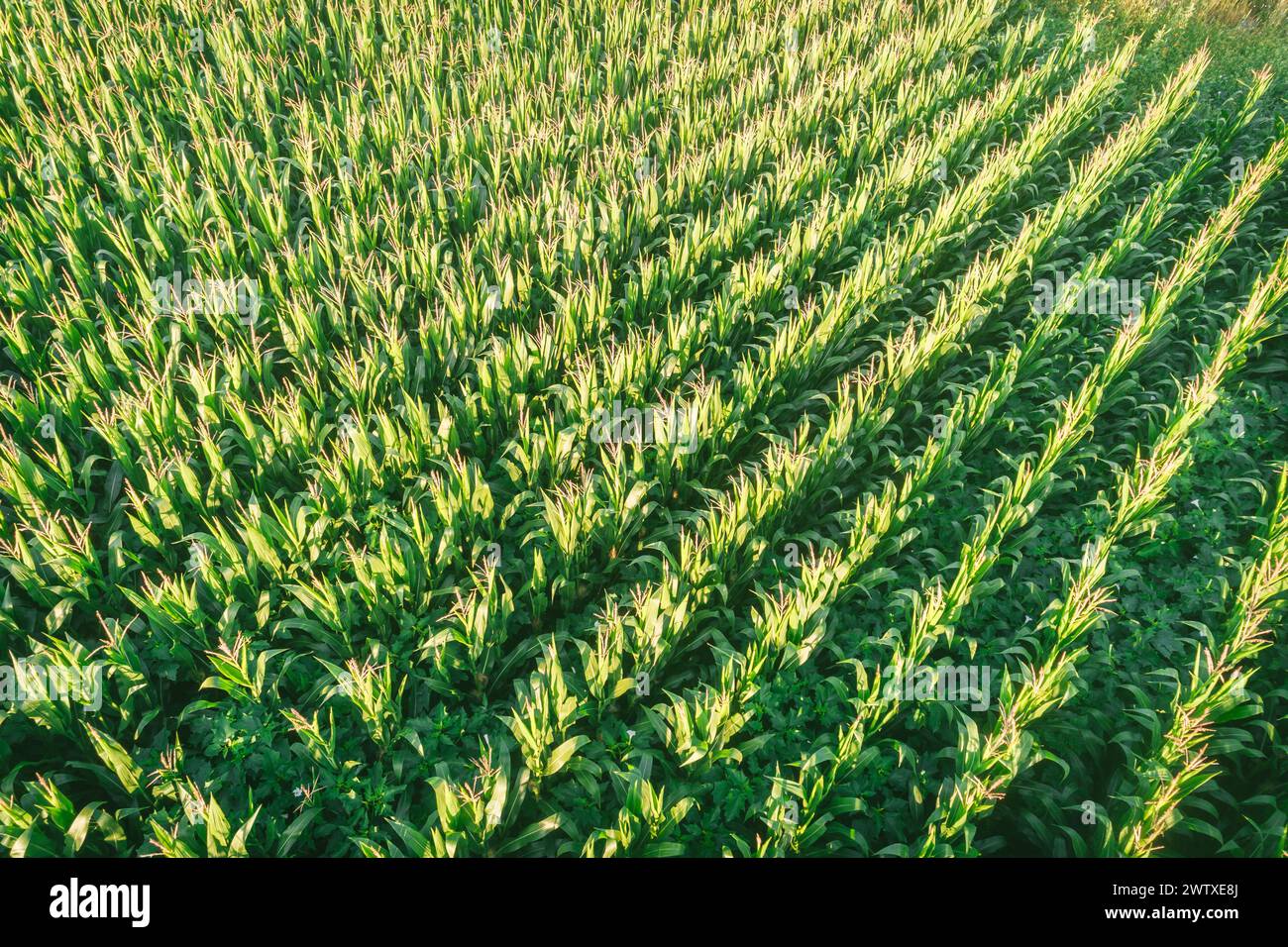 drone aereo foto dal drone della coltivazione di mais in un'area agricola rurale Foto Stock