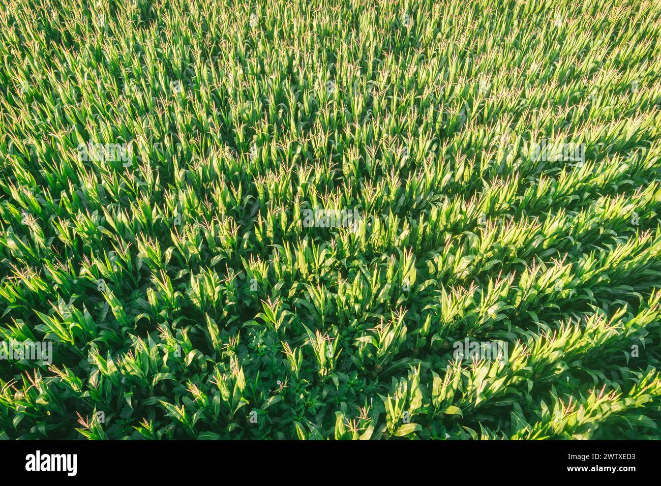 vista aerea del drone foto dal drone della coltivazione del mais nell'area agricola rurale la mattina Foto Stock