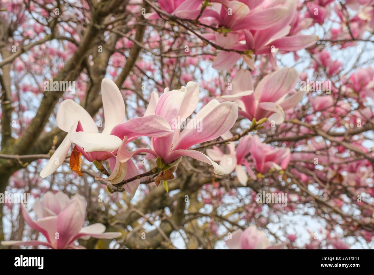 i fiori di magnolia rosa si avvicinano ai fiori fioriti. Sfondo naturale primaverile. Sfondo romantico ed elegante Foto Stock