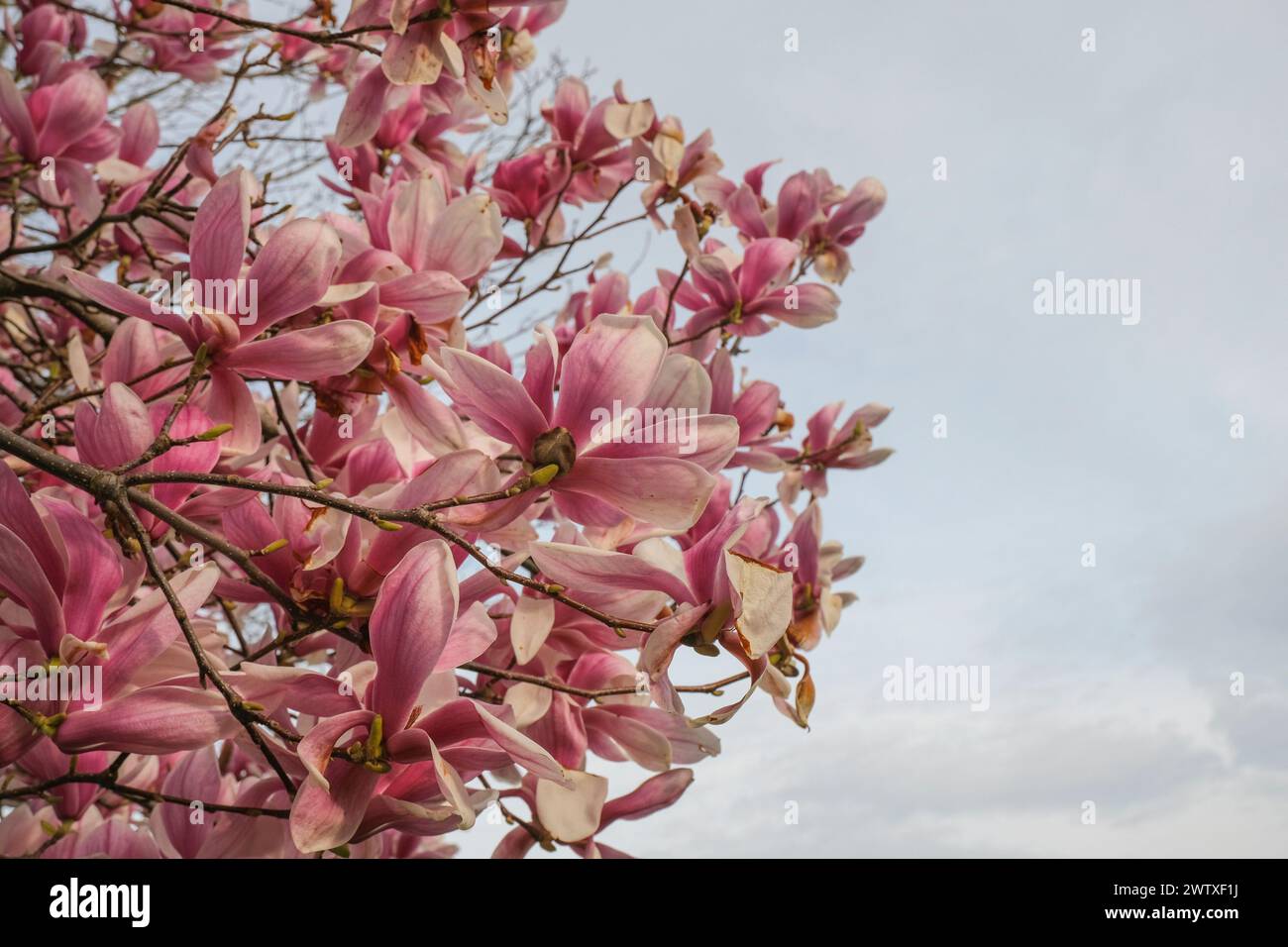 la magnolia rosa fiorisce da sotto attraverso il cielo blu. Sfondo naturale primaverile. Sfondo romantico ed elegante Foto Stock