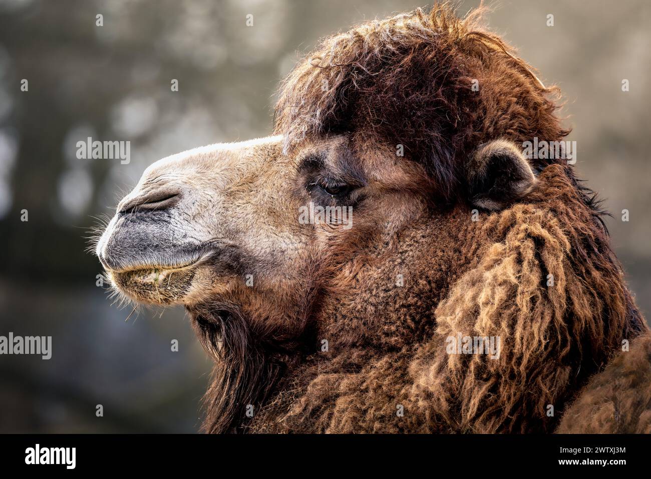 Un primo piano di un cammello con una pelliccia lunga che guarda in lontananza. Foto Stock