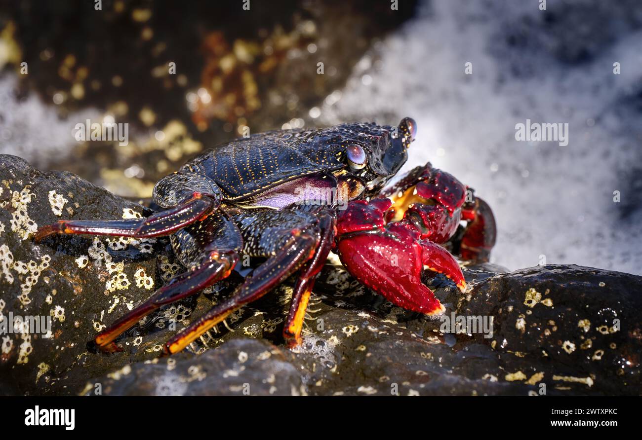 Granchio rosso Atlantico (Grapsus adscensionis) su una roccia vicino al mare Foto Stock